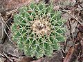 Discocactus placentiformis