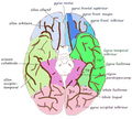 Face inférieure du cerveau.