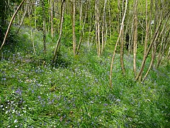 Sous bois, couvert de Jacinthe des Bois