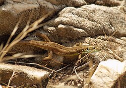 Een subadult exemplaar uit Thasos, Griekenland.