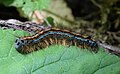 Malacosoma neustria larva