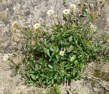 Forme d'érigéron (Erigeron karwenkianus) (ici en Bretagne, France)