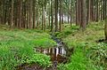 Conifer dominates most parts of the forests