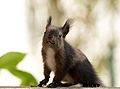 Dark morph of Eurasian red squirrel