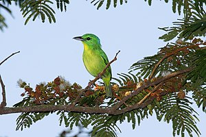 Verda laniovireo