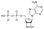 Chemical structure of adenosine diphosphate