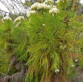 Berzelia lanuginosa