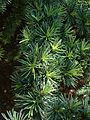 Aiguilles de Cèdre de l'Atlas (Cedrus atlantica)