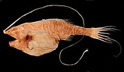 This anglerfish has a dorsal fin whose first ray has become very long and is tipped with a luminous photophore fishing lure.