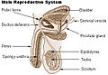 Męski układ rozrodczy.