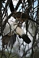 Pied babblers have ample leisure time which they fill with games of chasing, hanging upside down, play-fighting and jumping on each other.