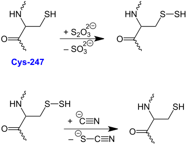 Rhodanase-Wirkung