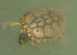 Trachemys decussata