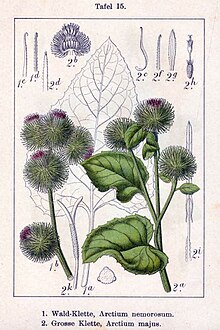 Arctium nemorusum.jpg