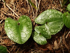 葉質は厚く、葉の表面は光沢があるが鈍く、深緑色になり、短毛が散生する。葉脈は網目状になって脈に沿って少しへこむ。