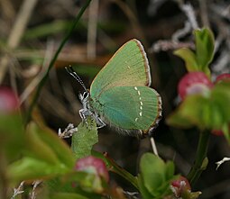 Žalsvasis varinukas (Callophrys rubi)