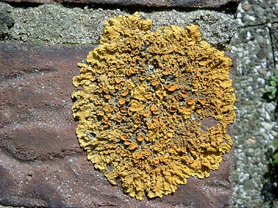 Ordinara likeno (Xanthoria parietina)