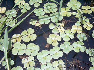 Kløverbregne-art (Marsilea sp.)