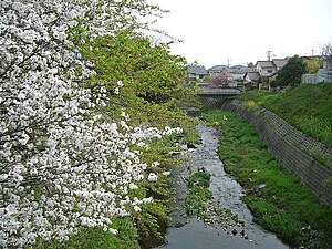 箕面川 2006年4月撮影