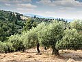 Image 30Olive trees in Pakistan (from Trees of Pakistan)