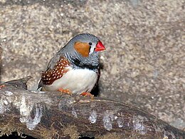 Zebrapinty (Taeniopygia guttata)