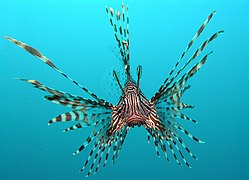 Pterois volitans (Red Lionfish)