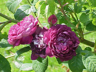 'Cardinal de Richelieu'