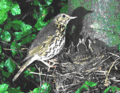 Song thrush