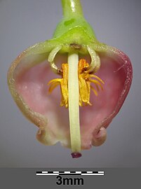 Flower cross-section