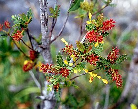 Weinmannia trichosperma, Chile