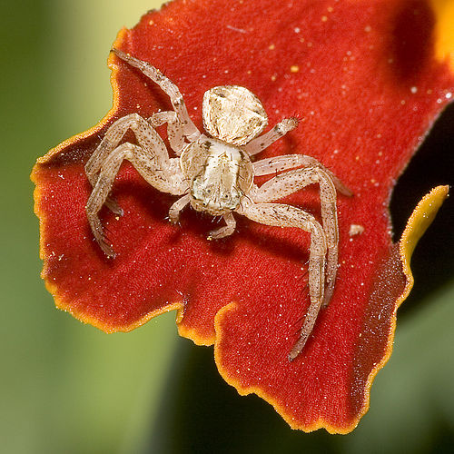 Паук-краб (Xysticus sp.), Дрезден, Германия