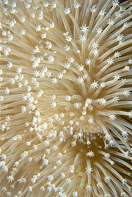 Een close-up van een Alcyonacea in Palau, die zijn individuele poliepen laat zien.