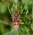 Spilostethus pandurus.