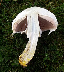 Agaricus xanthodermus section.jpg