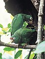 営巣地のアカビタイボウシインコ