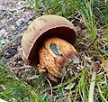 Suillus luridus