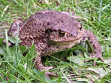 Bufo bufo sitting-Iric2006.jpg