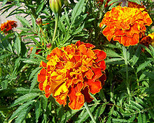 French marigolds