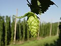 Image 17 Credit: LuckyStarr Hops are a flower used primarily as a flavouring and stability agent in beer. The principal production centres for the UK are in Kent. More about Hops... (from Portal:Kent/Selected pictures)