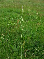 Плевел многоцветковый (Lolium multiflorum).