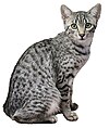 Egyptian Mau