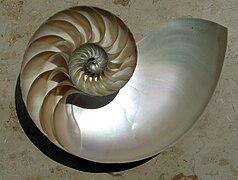 Corte da cuncha dun nautilus onde se aprecian as cámaras formando aproximadamente unha espiral logarítmica.