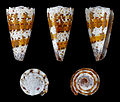 Conus imperialis