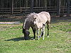 Konik horses in the Roztoczański National Park