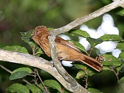 Kanelityranni (Rhytipterna holerythra)