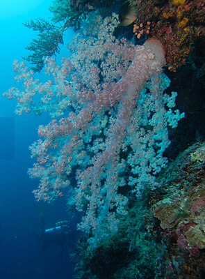 Zachte koralen (Dendronephthya klunzingeri; onderorde Nephteidae) langs steile koraalwand (Zuidchinese zee)