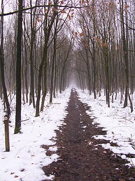 Winter in het Stramprooierbroek.