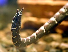 Le Serpent à tentacules (Erpeton tentaculatum) a deux appendices sur le museau.