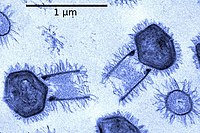 Tupanvirus salinum, isolado em um lago hipersalino do Pantanal brasileiro