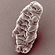 Tardigrades (ici Hypsibius dujardini)